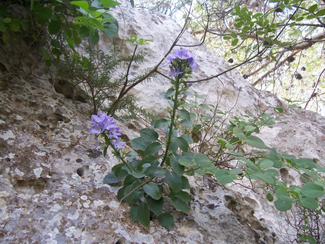 Campanula versicolor / Campanula pugliese